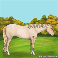 Horse Color:Red Roan Pearl 