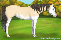 Horse Color:Buckskin Dun Splash 