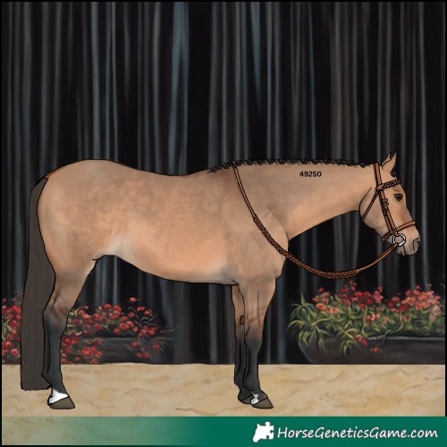 Horse Color:Bay Dun 