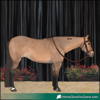 Horse Color:Bay Dun 