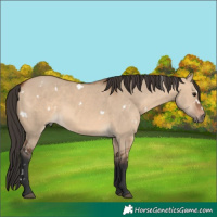 Horse Color:White Spotted Bay Dun 