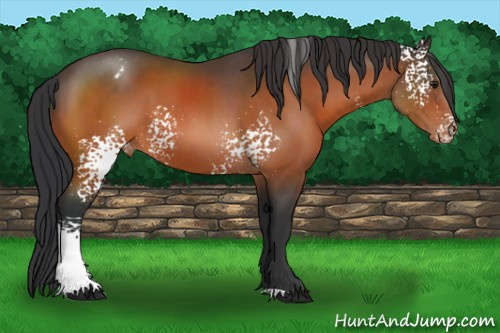Horse Color:White Spotted Brown Appaloosa 