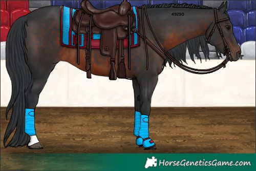Horse Color:Brown Tobiano 