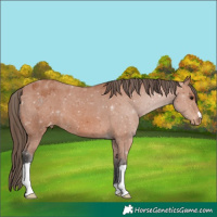 Horse Color:Bay Appaloosa 