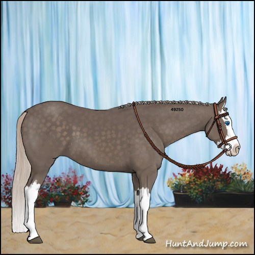 Horse Color:Silver Black Splash 