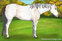 Horse Color:White Spotted Bay Dun Rabicano  and White Spotted Buckskin Dun Rabicano 