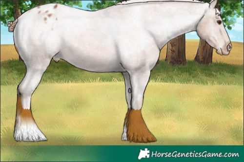 Horse Color:Chestnut Appaloosa 