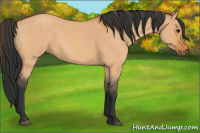 Horse Color:Bay Roan Dun