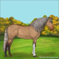 Horse Color:Silver Buckskin Dun 