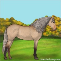 Horse Color:Silver Buckskin Dun 