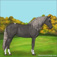 Horse Color:Silver Black Tobiano