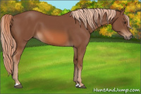 Horse Color:Chestnut 