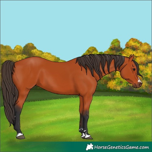 Horse Color:Bay 