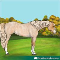 Horse Color:Palomino Roan 