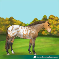 Horse Color:Buckskin Appaloosa 