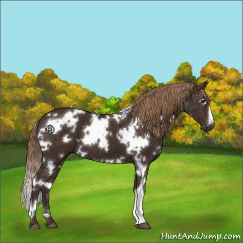 Horse Color:White Spotted Liver Chestnut 
