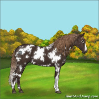 Horse Color:White Spotted Liver Chestnut 