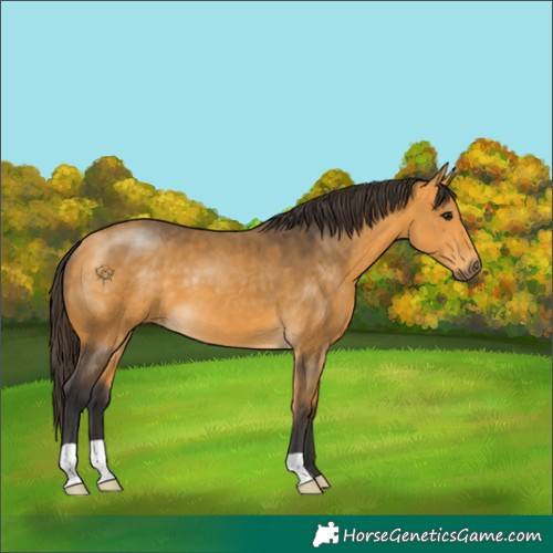 Horse Color:Buckskin 