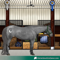 Horse Color:Black Appaloosa 