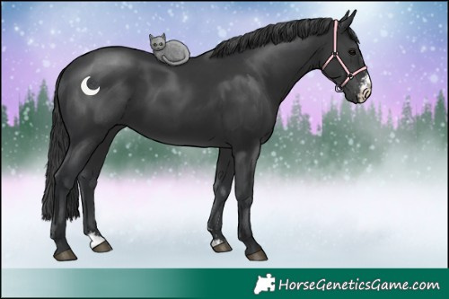 Horse Color:Black Sabino 