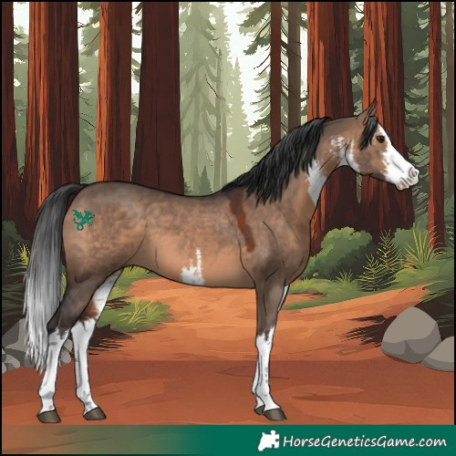 Horse Color:White Spotted Brown Dun 