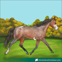 Horse Color:Bay Sabino Appaloosa