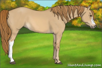 Horse Color:Red Dun 