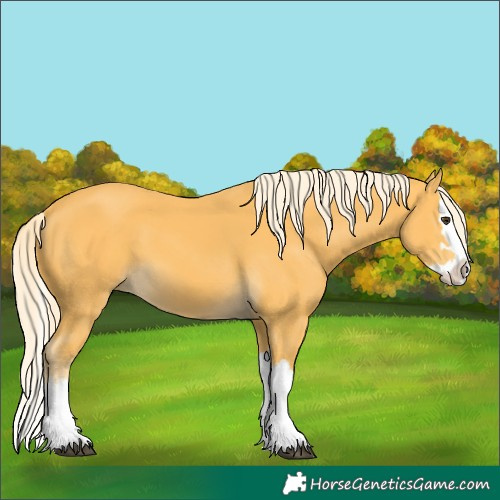Horse Color:Palomino Splash 