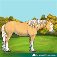 Horse Color:Palomino Splash