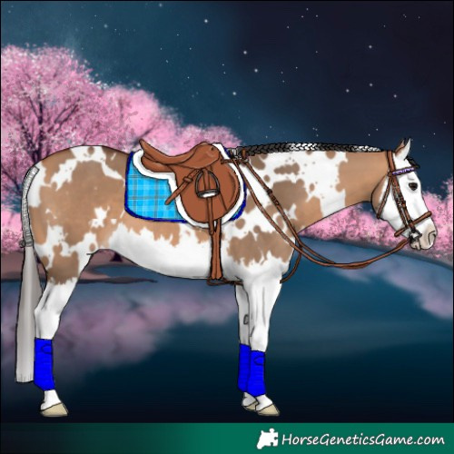 Horse Color:White Spotted Bay Dun Splash 