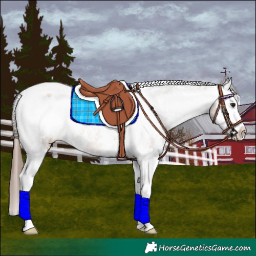 Horse Color:White Spotted Bay Splash Appaloosa 