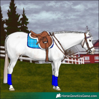 Horse Color:White Spotted Bay Splash Appaloosa