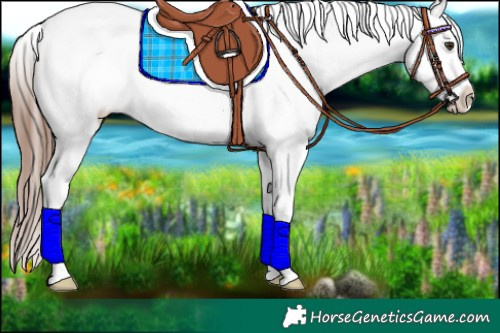 Horse Color:Liver Red Dun Splash Appaloosa Rabicano 