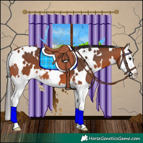 Horse Color:White Spotted Bay Splash 