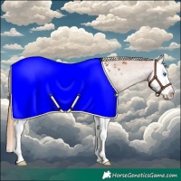 Horse Color:Chestnut Splash Appaloosa 