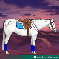 Horse Color:White Spotted Bay Splash Appaloosa 