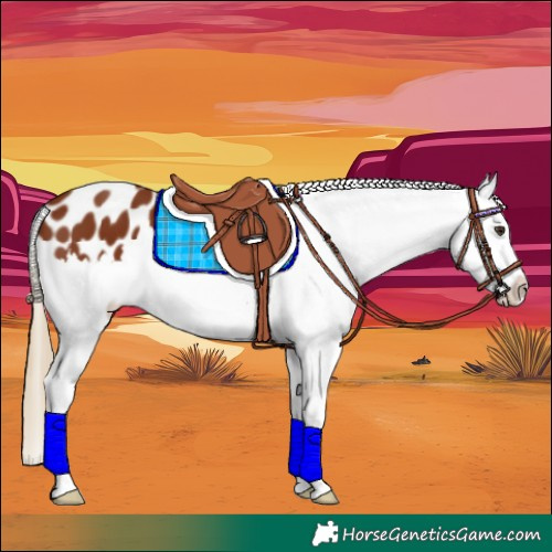 Horse Color:Chestnut Splash Appaloosa 