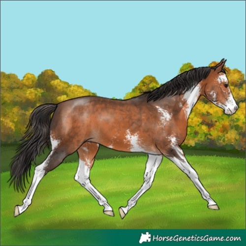 Horse Color:Bay Sabino 