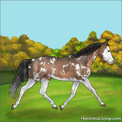 Horse Color:White Spotted Brown Dun Sabino Splash Rabicano 