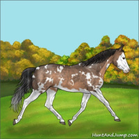 Horse Color:White Spotted Brown Dun Sabino Splash Rabicano 