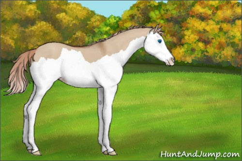 Horse Color:Red Dun Splash 