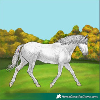 Horse Color:Gray Chestnut Tobiano Snowflake Varnish Rabicano 