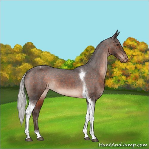 Horse Color:Silver Brown Mushroom Tobiano Appaloosa