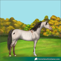 Horse Color:Sable Champagne Dun Rabicano 