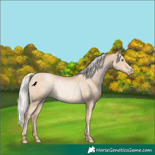 Horse Color:Silver Buckskin Pearl Rabicano