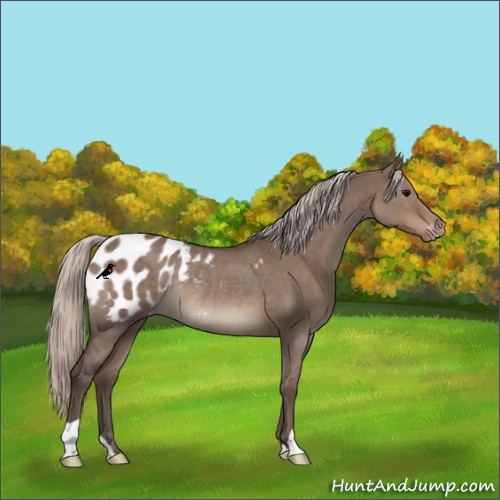 Horse Color:Silver Grullo Appaloosa Rabicano