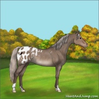 Horse Color:Silver Grullo Appaloosa Rabicano 