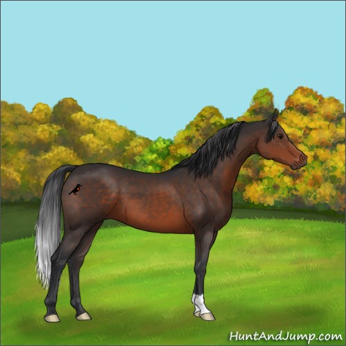 Horse Color:Brown 