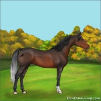 Horse Color:Brown 