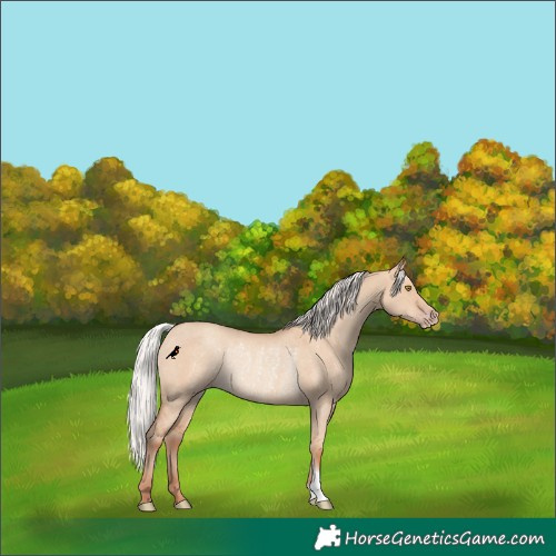 Horse Color:Silver Classic Champagne Dun Rabicano 